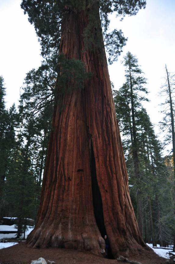 Explorando uma gruta dentro de uma sequoia no Sequoia National Park, na Califórnia - EUA